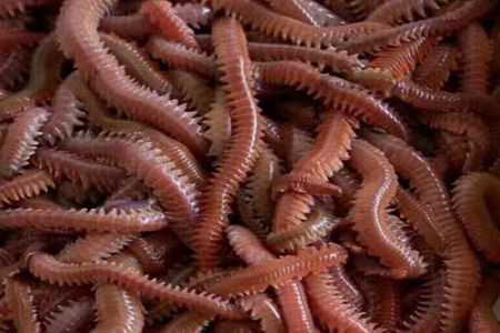 沙蚕的功效与作用，这五个女人吃沙蚕的药用价值