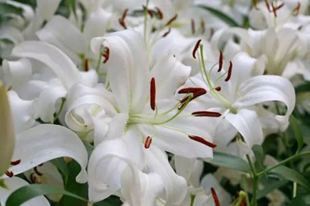 尿酸高吃什么？每天坚持吃一些这5样能起到降低尿酸的作用