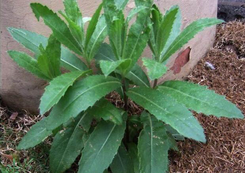 野菜图片大全及名字