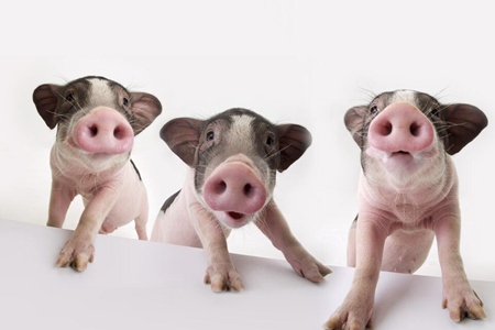 哪些生肖最招人喜欢？这4个生肖女人味十足