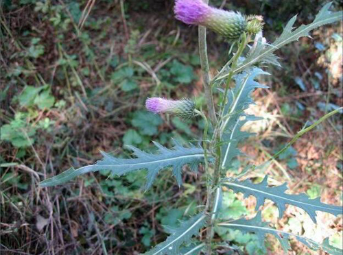 野菜图片大全及名字