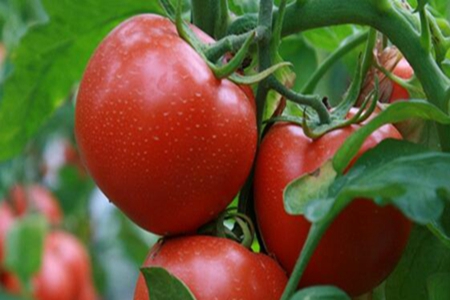 孕妇适合吃什么水果蔬菜?这八种果蔬孕妇常吃营养更均衡