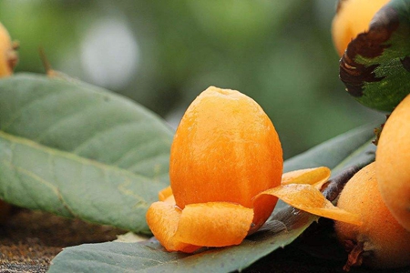 女性多吃枇杷有这些功效，吃枇杷注意事项