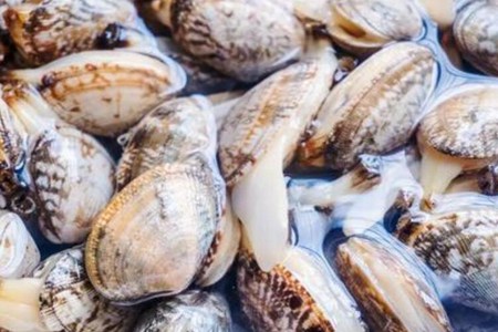 文蛤的功效与作用，这五个花蛤的营养价值功效