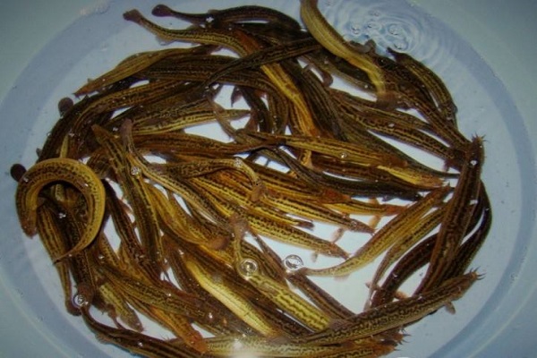 生活常见几7种补肾食物，常吃这7种食物保证你青春活力