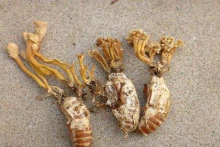 金蝉花功效与作用，这五个女人吃金蝉花的营养功效