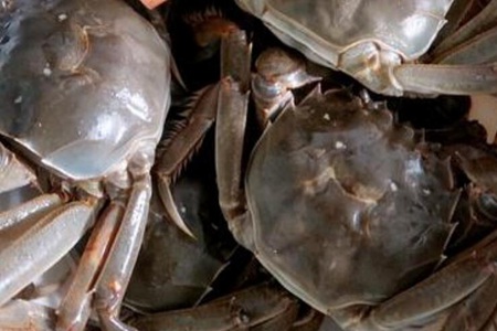 怀孕可以吃螃蟹吗?怀孕什么螃蟹不能吃