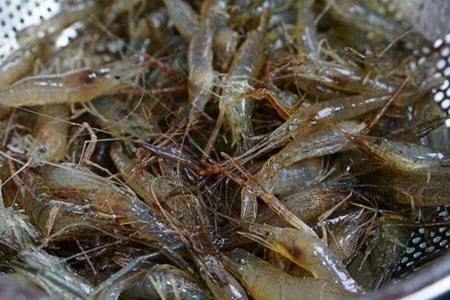 河虾的功效与作用,这四个吃干河虾的营养价值