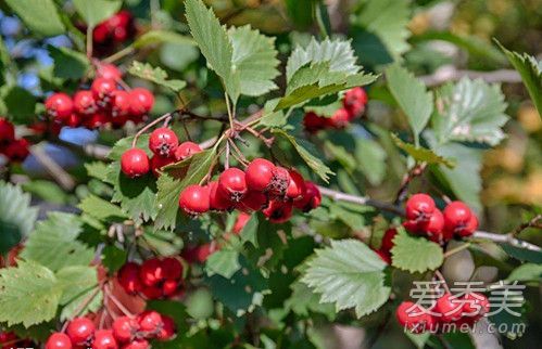 秋天养生吃什么好 秋天吃什么补气血 女人养气血吃什么最好