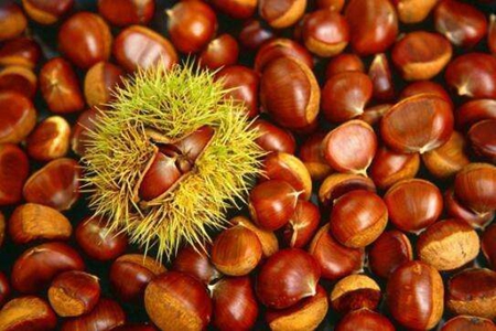 胃不好吃什么养胃，这五种养胃的食物可以多吃