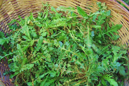 野菜有什么作用?这五种农村常见野菜帮助女性更好养生