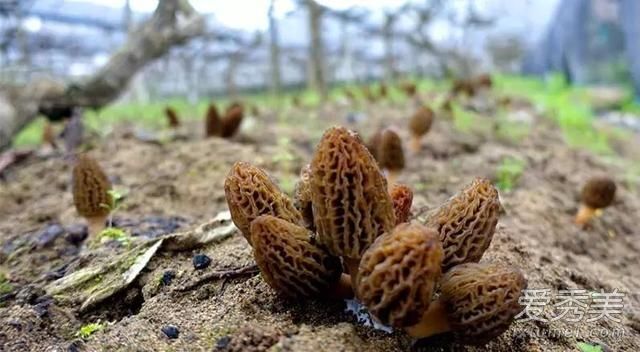 羊肚菌是什么东西 野生羊肚菌和种植羊肚菌的区别