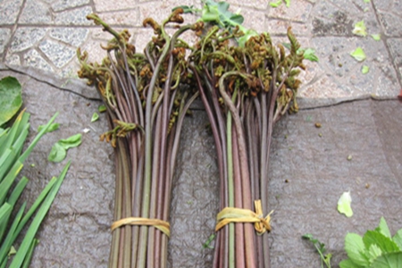 野菜有什么作用?这五种农村常见野菜帮助女性更好养生