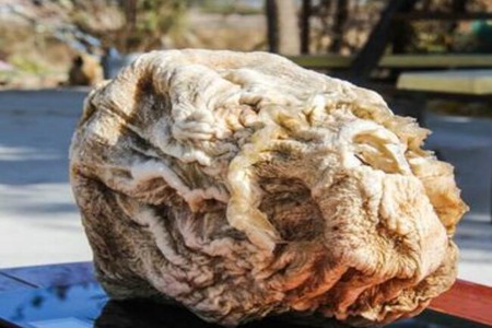 太岁是什么东西?这五个太岁肉灵芝的功效和作用