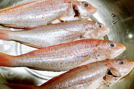 金线鱼的功效与作用,这三个深海金线鱼的营养价值