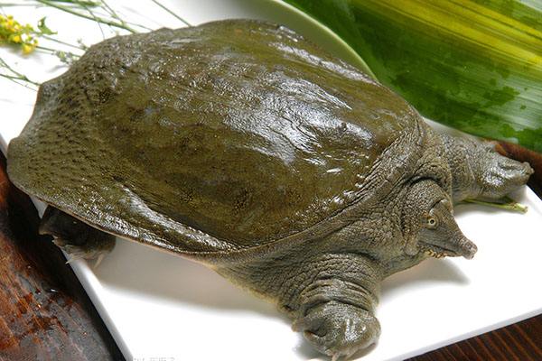 生活常见几7种补肾食物，常吃这7种食物保证你青春活力