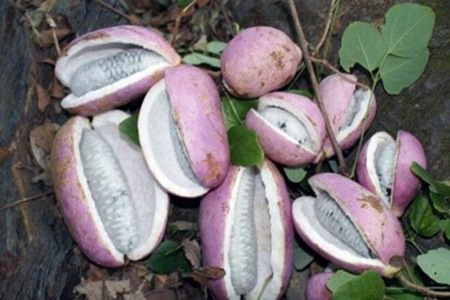 八月瓜的功效与作用,这三个女人吃八月瓜的好处