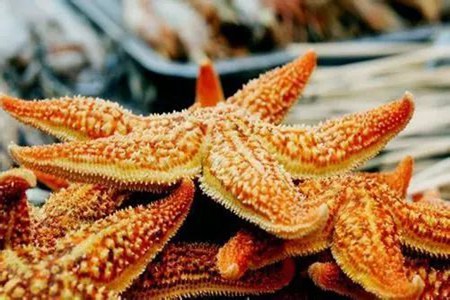 海星的功效与作用,这五个女人吃海星的营养价值及功效