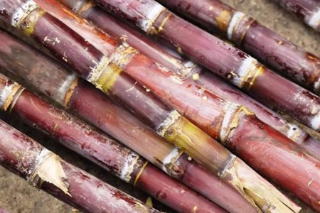 甘蔗的功效与作用,这六个甘蔗营养价值功效