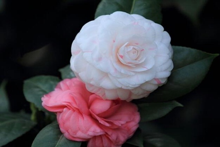 山茶花的功效和作用,这五个山茶花的好处和坏处