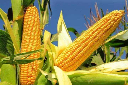 肠道蠕动慢便秘怎么办?这六种食物让你排便顺畅