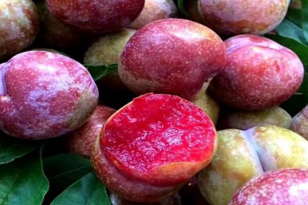 红心李子的功效和作用，这四个女人红心李子营养价值