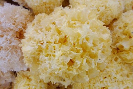 什么食物可以养肺呢?女性常吃这几种白色食物效果更佳!