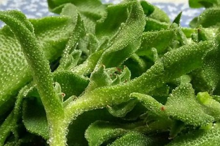 冰菜的功效和作用，这五个女人吃冰菜的营养价值