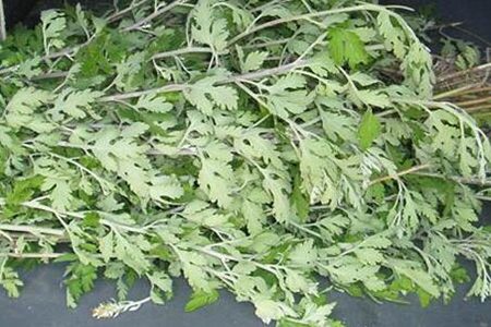 艾草的功效和作用,这四个女人用艾草的功效