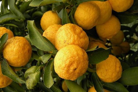 香橼的功效与作用,这五个香橼的药用价值