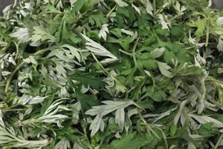 艾草的功效和作用,这四个女人用艾草的功效