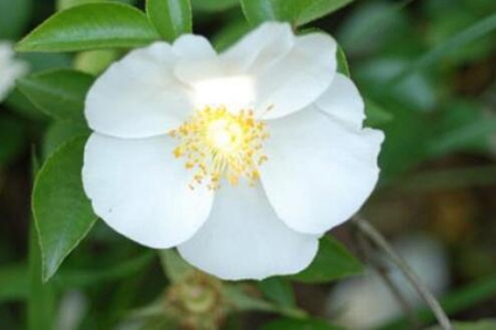 山茶花的功效和作用,这五个山茶花的好处和坏处