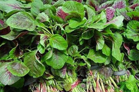 苋菜的功效与作用,这五个吃苋菜的营养成分和功效