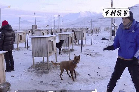 被狗强吻后的黄子韬,受惊体制引人捧腹大笑