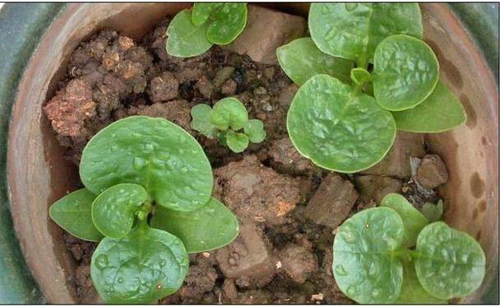 野菜图片大全及名字