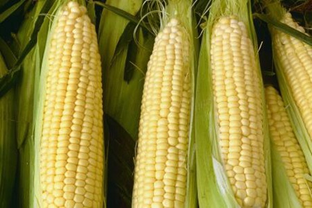 玉米煮多久会熟?煮玉米用冷水下锅还是热水了