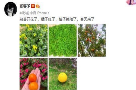 张馨予豪宅小院曝光，争议女王张馨予婚后幸福得让人嫉妒