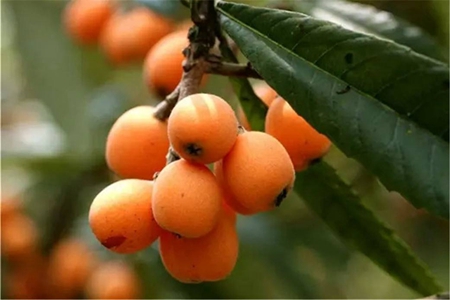 女性多吃枇杷有这些功效，吃枇杷注意事项