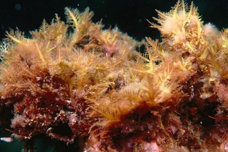 麒麟菜的功效与作用,这五个吃麒麟菜的营养价值