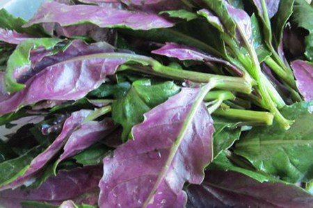 红背菜的功效与作用,这四个红背菜的营养价值及功效