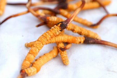 冬虫夏草怎么吃?这四个吃饭滋补效果极佳