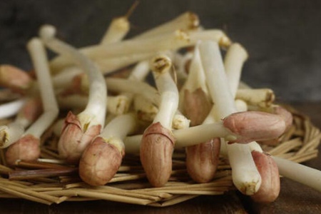 花生芽的功效与作用,这三个女人花生芽的营养功效