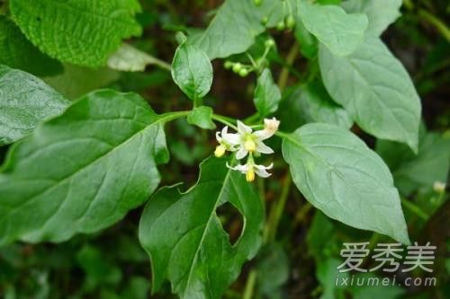 龙葵是黑枸杞吗 龙葵怎么吃抗癌好