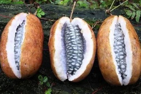 八月瓜的功效与作用,这三个女人吃八月瓜的好处