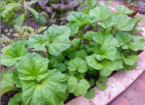 野菜图片大全及名字