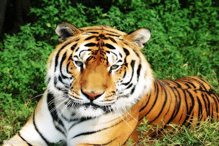 哪些生肖最招人喜欢？这4个生肖女人味十足