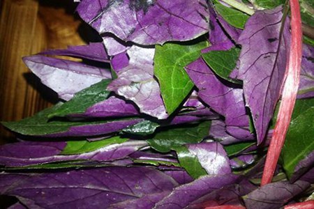 红背菜的功效与作用,这四个红背菜的营养价值及功效