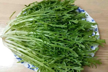 苦菊的功效与作用,这三个女人吃苦菊的营养价值