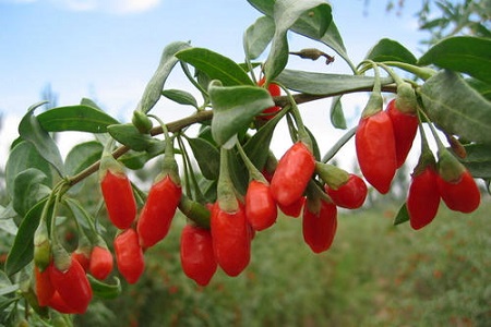 枸杞泡水有什么好处吗,枸杞的功效与作用详情介绍