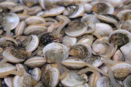 文蛤的功效与作用，这五个花蛤的营养价值功效